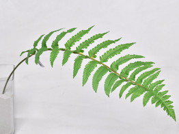 Fern leaf 70cm