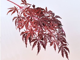 Japanese maple red 70cm