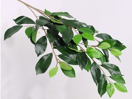Ficus tak/branche 65cm