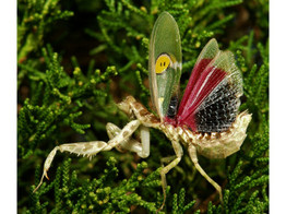 Creobroter gemmatus Flower Mantis Nakweek / Elevage M