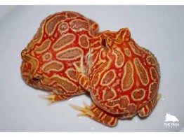 Ceratophrys cranwelli Pacman Frog Strawberry  Nakweek / Elevage S