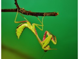 Hierodula majuscula Aussi Giant Mantis Nakweek / Elevage M