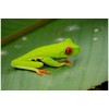 Agalychnis callidryas Red Eyed Tree Frog Nakweek / Elevage S