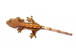 Correlophus ciliatus Crested Gecko Harlekin Nakweek / Elevage S-M