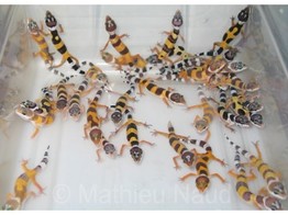 Eublepharis macularius Leopardgecko Designer Nakweek / Elevage S-M