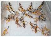 Eublepharis macularius Leopardgecko Designer Nakweek / Elevage M