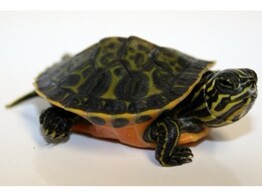 Pseudemys nelsoni Red Bellied Turtle Nakweek / Elevage S