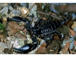 Heterometrus spiniferus Asian Black Forest Scorpion Wildvang / Sauvage L