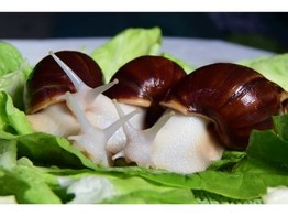 Achatina fulica Albino snail Nakweek / Elevage S
