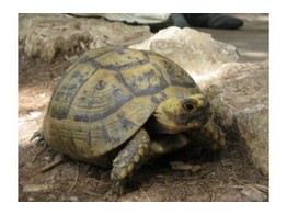 Testudo horsfieldii Russian Tortoise Nakweek / Elevage S