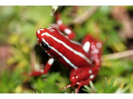 Epipedobates anthonyi Tricolored Dart Frog Nakweek / Elevage S-M