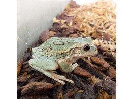 Gastrotheca peruana Marsupial Frog Nakweek / Elevage S