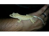 Correlophus ciliatus Crested Gecko Brindle Dalmation Nakweek / Elevage M