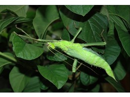 Heteropteryx dilatata green spiny stick Insect Nakweek / Elevage M-L