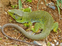 Timon lepidus Ocellated Lizard Nakweek / Elevage S