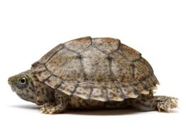 Sternotherus carinatus Razor-Back Mud Turtle Nakweek / Elevage S