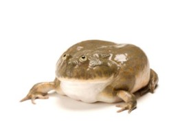 Lepidobatrachus laevis Budgetts Frog Nakweek / Elevage S