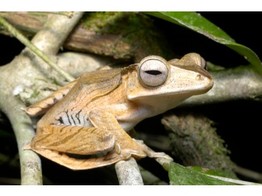 Polypedates otilophus Borneo Eared Tree Frog Nakweek / Elevage S