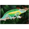 Trioceros j.willegensis Rainbow Jackson Chameleon Nakweek / Elevage L