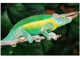 Trioceros j.willegensis Rainbow Jackson Chameleon Nakweek / Elevage L