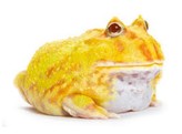 Ceratophrys cranwelli Pacman Frog Albino Nakweek / Elevage S