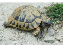 Testudo hermanni boettgeri Hermann s Tortoise Nakweek / Elevage S