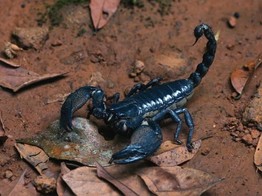 Heterometrus spiniferus Asian Black Forest Scorpion Nakweek / Elevage S