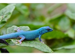 Lygodactylus williamsi William s Day Gecko Nakweek / Elevage S