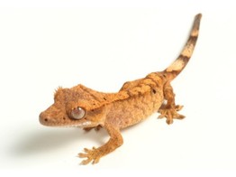 Correlophus ciliatus Crested Geckos Males Nakweek / Elevage M