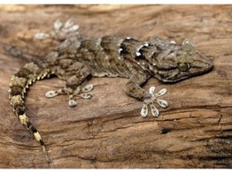 Tarentola annularis Wall Gecko Nakweek / Elevage S
