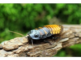 Gromphadorhina portentosa Hissing coackroach Nakweek / Elevage S-L