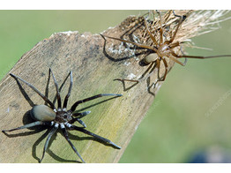 Kukulcania hibernalis Southern House Spider Nakweek / Elevage M