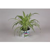 Graslelie - La plante araignee - Chlorophytum tray per 12