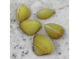 Bivalvia sp. golden clam M