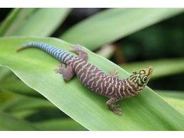 Phelsuma standingi Standing s day gecko Nakweek / Elevage S
