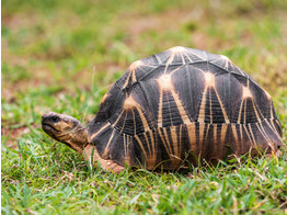 Asterochelys radiata Radiated Tortoise Nakweek / Elevage 4-5cm