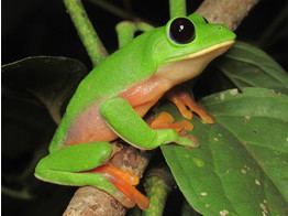 Agalychnis moreletii Black Eyed Tree Frogs Nakweek / Elevage S