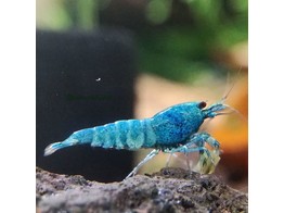 CARIDINA ELECTRIC BLUE 1-1 4 breeding form