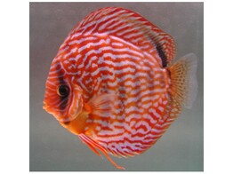 SYMPHYSODON A. SSP RED TURQUOISE 6