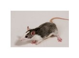 Dwergrat - Rat nain - Mix Beide geslachten / deux sexes   certifica a t
