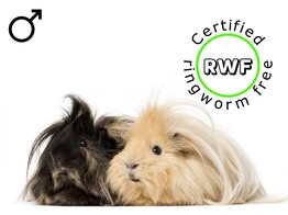RWF Deluxe cavia mix man/male  /- 6 maand/mois
