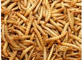 Meelwormen / Vers de farine Meelwormen potje 50g
