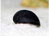 Neripteron sp. Black Helmet Snail L