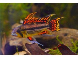 APISTOGRAMMA CACATUOIDES DOUBLE RED pairs 3-4