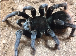 Pamphoboteus antinous Peru Bluetoed Giant Spider Nakweek / Elevage S