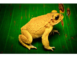 Incilius luetkenii Yellow Toad Nakweek / Elevage L