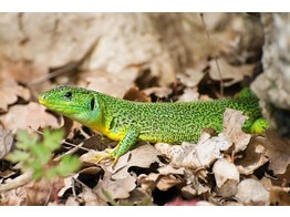 Lacerta trilineata Western Giant Green Lizard Nakweek / Elevage S