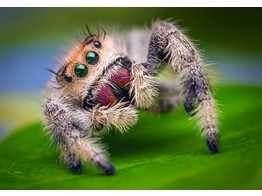 Phidippus regius  Jumping Spider Soroa Nakweek / Elevage S