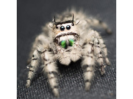 Phidippus otiosus Jumping Spider Ocala Nakweek / Elevage S