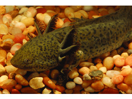 Axolotl  5-6 wildkleur / couleur sauvage
